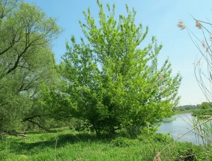 Árbol Acer Negundo