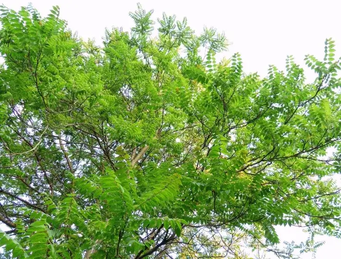 Árbol Ailanthus Altissima