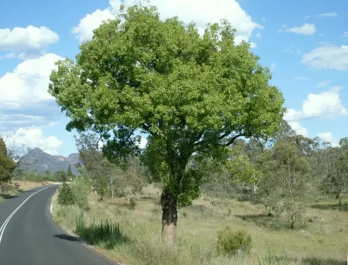Árbol Brachychiton Populneus