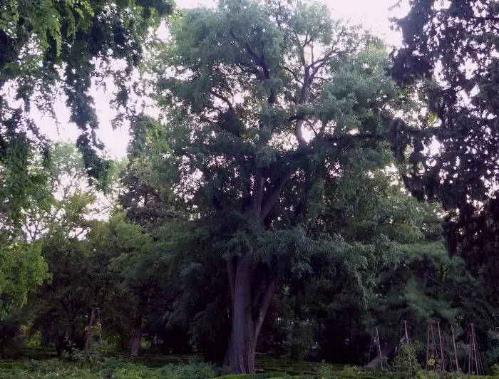Árbol Celtis Australis