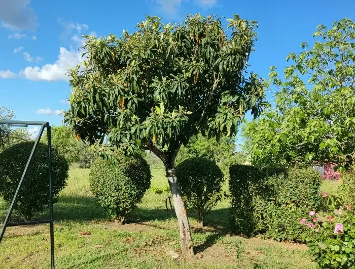 Árbol Eriobotrya Japonica