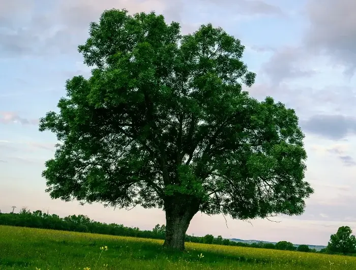 Árbol Fraxinus Angustifolia