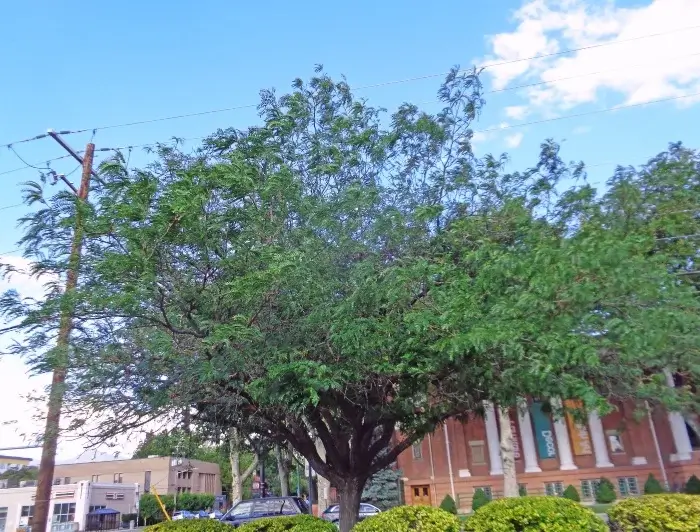 Árbol Gleditsia Triacanthos