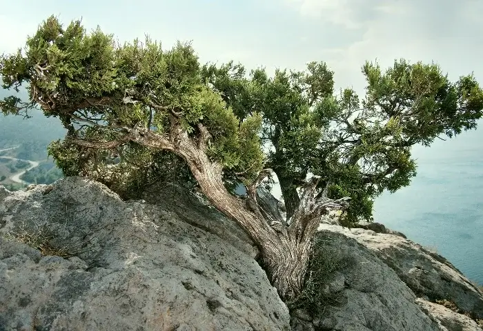 Árbpl Juniperus Oxicedrus
