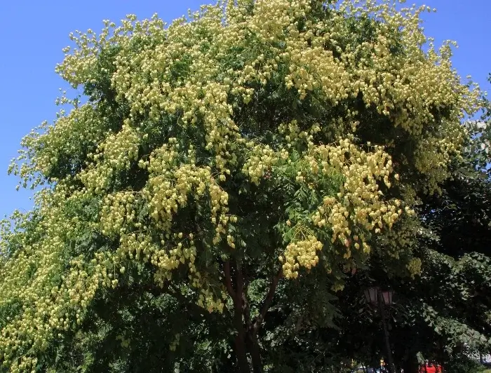 Árbol Koelreuteria Paniculata