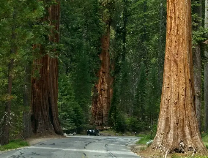 Árbol más alto del mundo