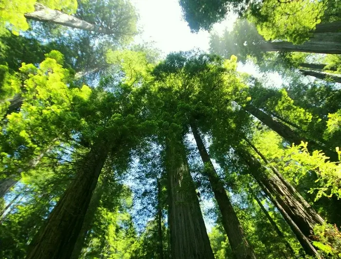 Árbol mas grande del mundo