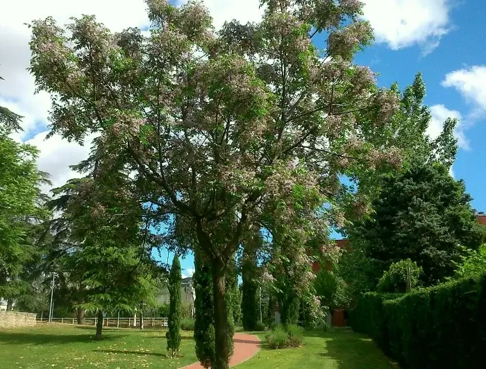 Árbol Melia Azedarach