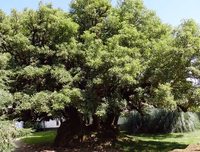 Árbol Phytolacca Dioica