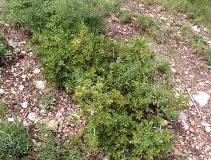 Árbol Quercus Coccifera