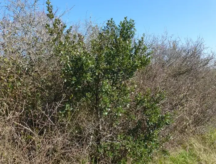 Árbol Rhamnus Alaternus