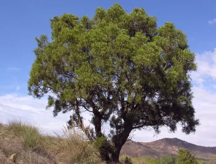 Árbol Tetraclinis Articulata