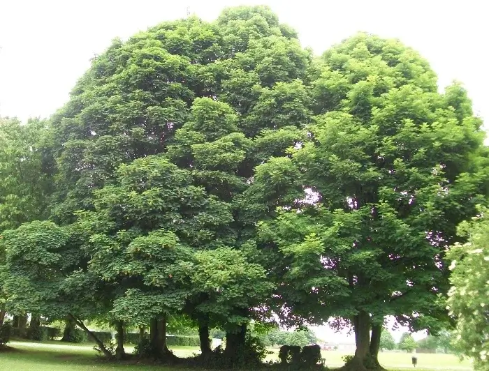 Árbol Acer Pseudoplatanus