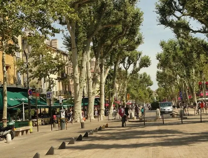 Árboles Platanus Hispanica