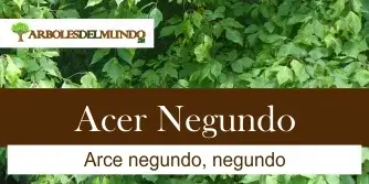 Acer Negundo