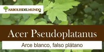 Acer Pseudoplatanus