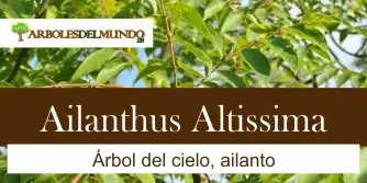 Ailanthus Altissima