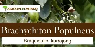 Brachychiton Populneus