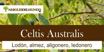 Celtis Australis