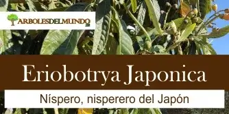 Eriobotrya Japonica