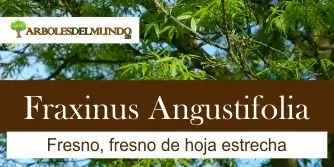 Fraxinus Angustifolia