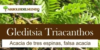Gleditsia Triacanthos