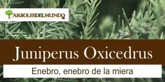 Juniperus Oxicedrus