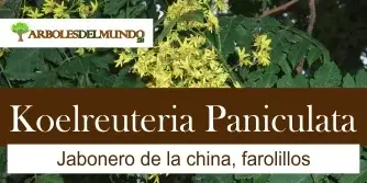 Koelreuteria Paniculata