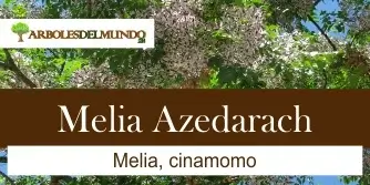 Melia Azedarach