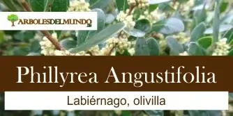 Phillyrea Angustifolia