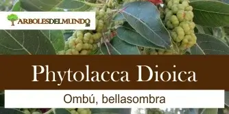 Phytolacca Dioica