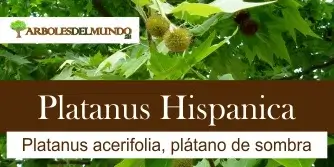 Platanus Hispanica
