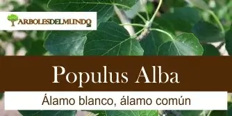 Populus Alba