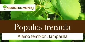 Populus Tremula