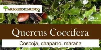 Quercus Coccifera