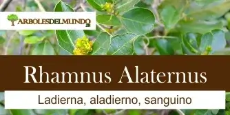 Rhamnus Alaternus