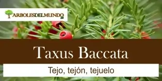 Taxus Baccata