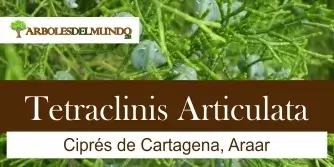 Tetraclinis Articulata