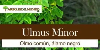 Ulmus Minor
