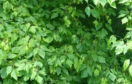 Hojas Acer Negundo