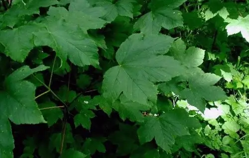 Hojas Acer Pseudoplatanus
