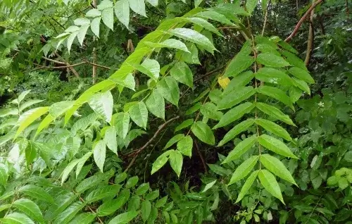 Hojas Ailanthus Altissima