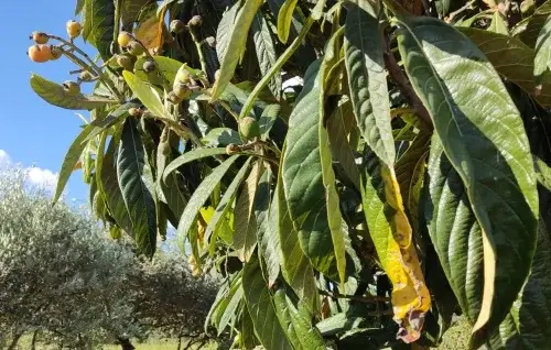 Hojas Eriobotrya Japonica