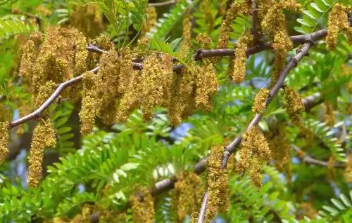 Hojas Gleditsia Triacanthos