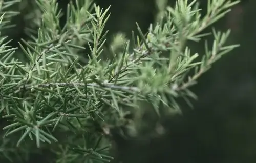 Hojas Juniperus Oxicedrus