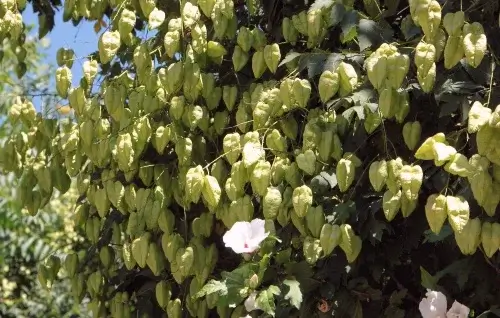 Hojas Koelreuteria Paniculata