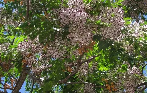 Hojas Melia Azedarach