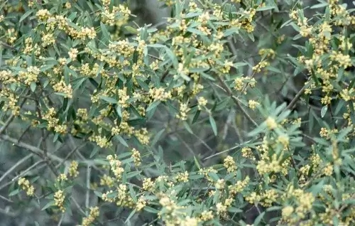 Hojas Phillyrea Angustifolia