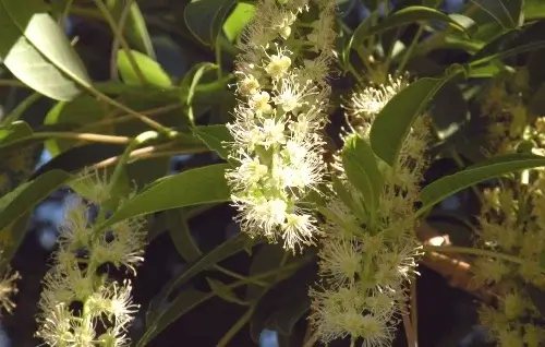 Hojas Phytolacca Dioica