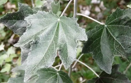 Hojas Populus Alba